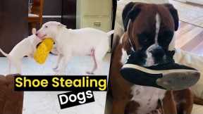 Shoe Stealing Dogs