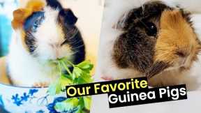 Are Guinea Pigs The Best Pets?